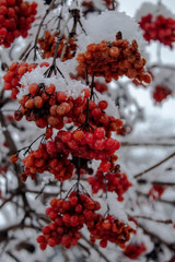 red berries in snow