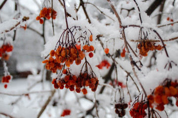 red berries in snow