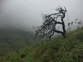 tree in fog