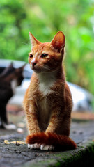 Portrait of orange and white cat sitting visible from the front facing the camera. The concept of pet at home.