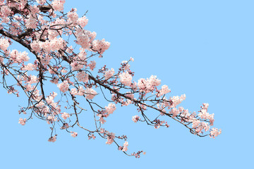 Branch of the blossoming sakura with white flowers