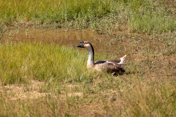 side view of white goose standing on green grass