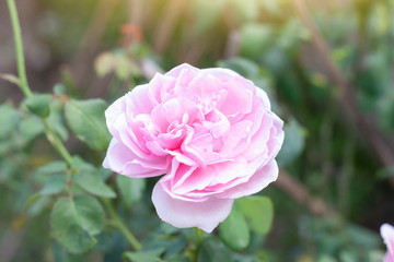 Fresh pink rose flower bloom in the garden on blur nature background.