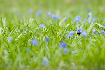 Primroses in a forest glade. A shaggy bumblebee hangs upside down on one of the flowers. Beautiful...