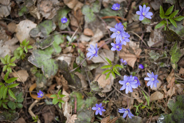 Top view of A bunch of primroses on the lawn. Fresh wild blue snowdrops in the forest. Spring mood. The beginning of spring
