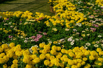 Obraz premium Field of beautiful yellow and pink flowers in the garden