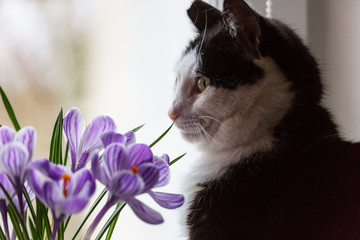 Cat and flowers