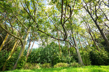 Eucalyptus