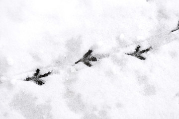 Traces of bird paws on the snow. Winter background