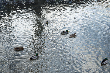 ucks swim in the winter on the river