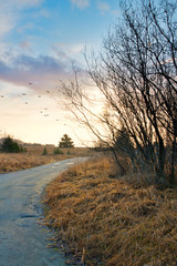 Fototapeta na wymiar Bird flock at sunset on a dirt road