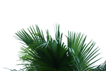 Tropical palm leaves with branches on white isolated background for green foliage backdrop 