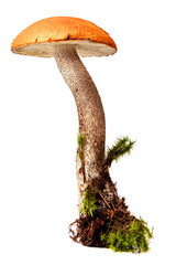 Beautiful mushrooms, aspen mushrooms on the moss. Isolated on white background