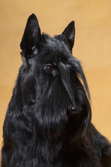 Portrait with a look of a black dog Scotch Terrier on a yellow background