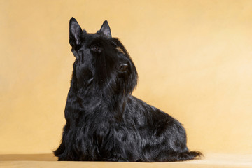 Sitting black dog scotch terrier on a yellow background