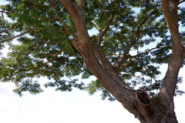 Fototapeta na wymiar tree in the afternoon