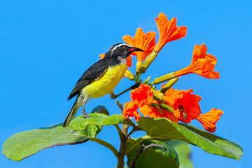 Bananaquit bird on plant with orange flowers