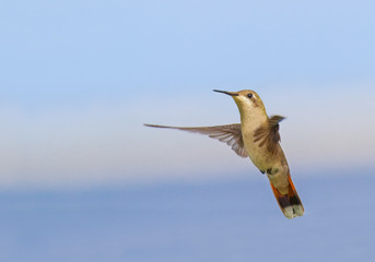 Flying hummingbird hovers in sky