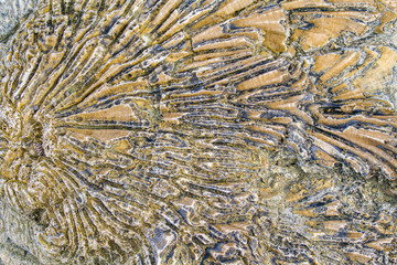 Fossil of shell as  background