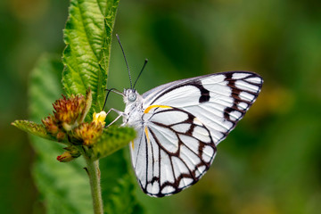 Brown veined white butterfly