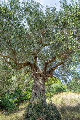 Closeup view of old big olive tree growing outdoor in Greece. Vertical color photography.
