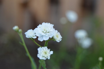 White flower