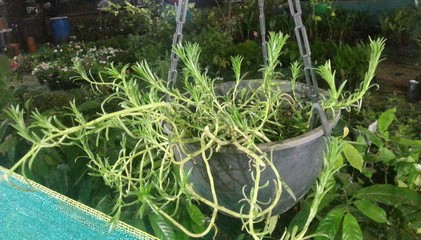 plants in greenhouse