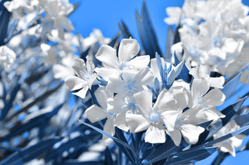  Floral background. Color of the year 2020 Classic Blue. - Image