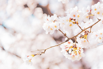 満開の桜　晴天