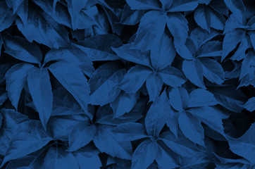  Pattern of the leaves of plants. Color of the year 2020 Classic Blue. - Image