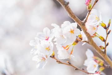 満開の桜　晴天