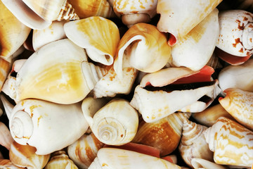 sea shells texture