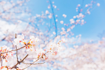 満開の桜　晴天