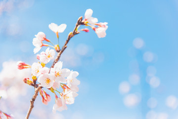 満開の桜　晴天