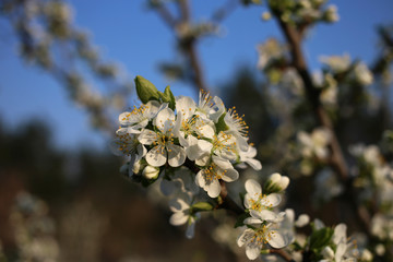 The warm rays of the sun fall on a sprig of plum blossoms.