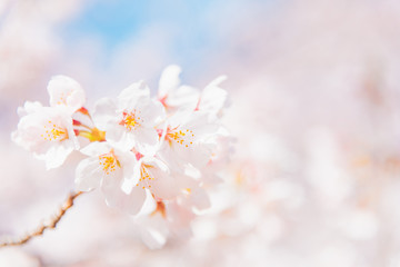 満開の桜　晴天