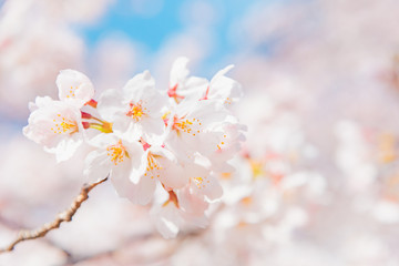 満開の桜　晴天