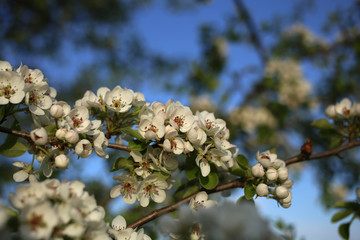 Sprig of blooming fragrant flowers of wild pear tree.