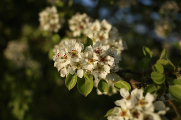Naklejka premium Flowers of wild pear in the evening sunlight.