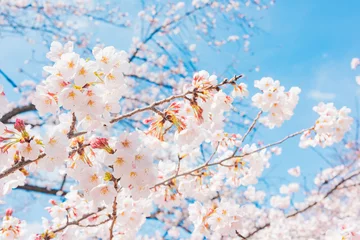 Fotobehang 満開の桜　晴天 © HML