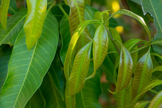 Green leaves of mango trees