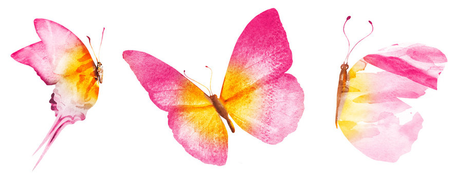 Three watercolor butterflies, isolated on white background