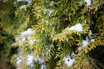 Thuja branches strewn with snow.