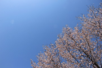 満開のソメイヨシノと青空