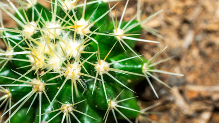 closeup of Golden barrel cactus (Echinocactus grusonii)