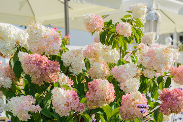 blooming bouquet of hydrangea flowers outdors. Tender wedding decoration