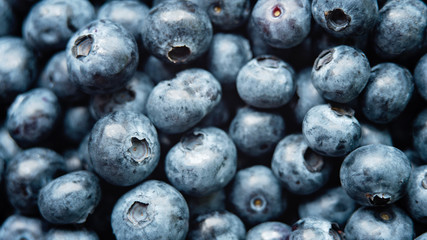 fresh Blueberry background. close up with selective focus and water droplets. Concept of healthy and dieting eating.
