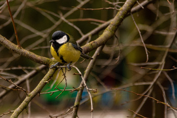 great tit on a branch