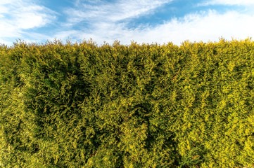 Nahaufnahme einer Hecke im Garten an einem sonnigen Tag