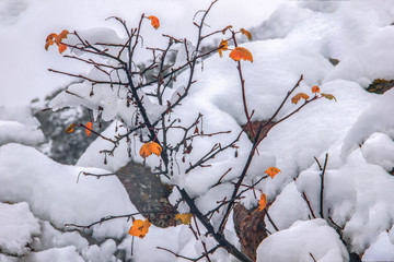 A tree with orange leaves in the midst of snow